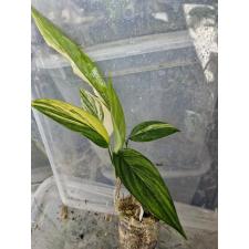 Epipremnum amplissimum variegated 156 стакан по 2500р