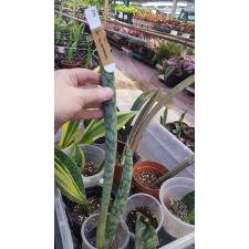 Sansevieria hallii Silver Bat (2-3 leaves) 662