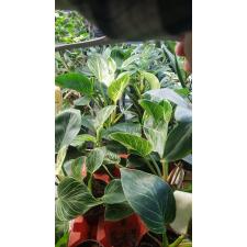 Philodendron birkin 12 cm pot