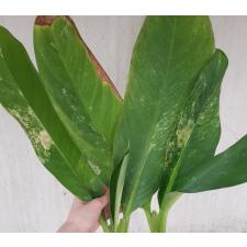 dieffenbachia sp Yellow variegated pot