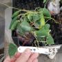 Hoya imbricata (green leaf)