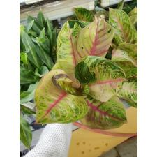 Aglaonema P-23 Moon lightPink