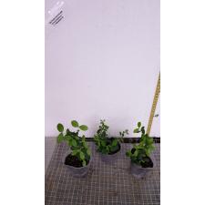 Malpighia coccigera pot