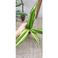 Dracaena sp. yellow variegated (S)