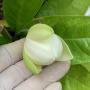 Magnolia liliifera x (M. coco x henryi)(white flower).