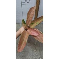 Aglaonema Pinky Banana A-48