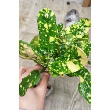 Codiaeum B-2 Ja mong kut