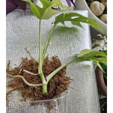 Монстера 'Миниатюра' (белая варегатность) срез / Monstera 'Miniature' (white variegated)