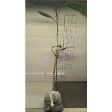 Фикус сп.(Т38)(Длинный лист) / Ficus sp.(T38)(long leaf).
