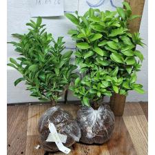 Иксора сп.(Т40) Карликовый (Кремовый цветок) / Ixora sp.(T40) Dwarf (cream flower) 87