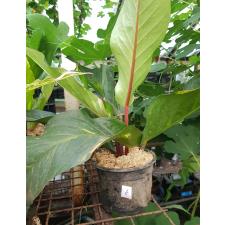 Anthurium variegated sp 6