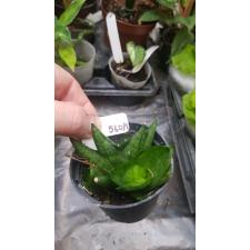 Sansevieria Boncel Dwarf (Green Coral 560/1