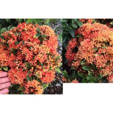 Ixora Orange Storm 455