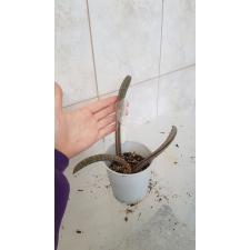 Sansevieria hallii Pink Bat pot 597 уценка 2500р