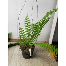 Nephrolepis exaltata variegated