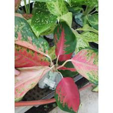 Aglaonema T29 Parich