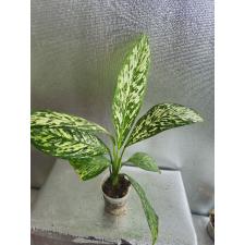 Dieffenbachia White Blizzard стакан s Д