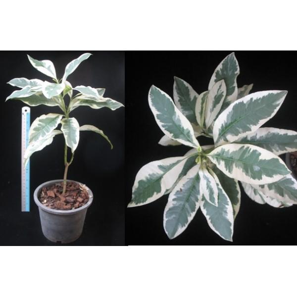 Иксора вид T24 альбомаргината, Филиппины / Ixora sp.(T24) albomarginata Philippines