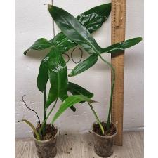 Philodendron sp.(T15) = P. mexicana.
