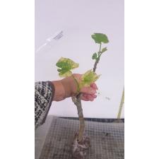Jatropha curcas 'Tapestry 475/1