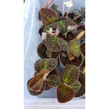 macodes sanderiana 6 cm pot 1050р