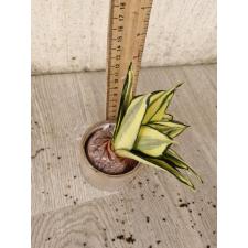 Sansevieria golden Hahnii