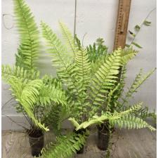 Нефролепис эксалтата 'Тигр' варегатный / Nephrolepis exaltata 'Tiger' variegated (S)