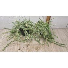 Dischidia ruscifolia 'Million Heart' variegated 