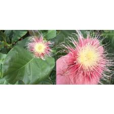 Careya sphaerica (green leaf)(seedling) 41