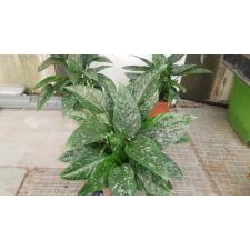 Schismatoglottus Scortechinii 15 cm pot 2200p