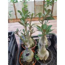 Adenium sp. 11 Rung Tong