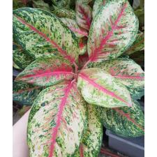 Aglaonema T24 (L) 10 Karat