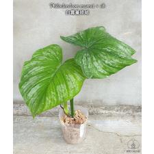 Philodendron mamei sib 3" B9 January