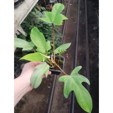 philodendron squamiferum florida beauty pot