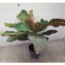 Codiaeum Tri Noosara 79