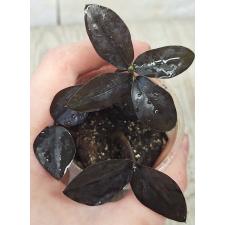 Замиокулкас замифолия Сп. (Черный лист) / Zamioculcas zamiifolia SP (black leaf) (S)
