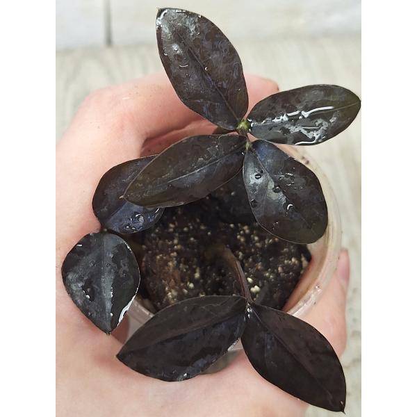 Замиокулкас замифолия Сп. (Черный лист) / Zamioculcas zamiifolia SP (black leaf) (S)