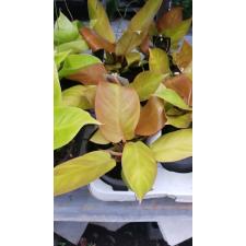Philodendron orange 14 cm pot 