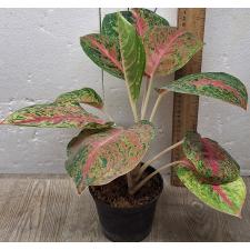 Аглаонема Боксинг / Aglaonema Boxing