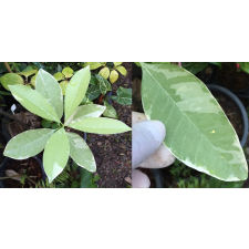 Альстония школярис альбомаргината / Alstonia scholaris albomarginata