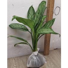 Аглаонема Рич номер 3 /  Aglaonema Rich no.3 A-67