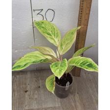 Аглаонема аврора белая / Aglaonema Aurora white A-9