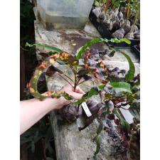 Codiaeum India Daeng (L 243/1 январь