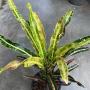 Codiaeum Khuen Ubonrat