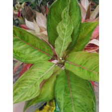 Aglaonema P-34 Gamlainak