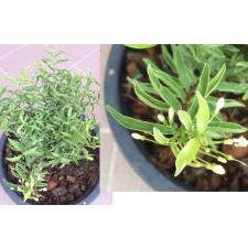 Wrightia sp.(T01) Dwarf albomarginata (Vietnam)