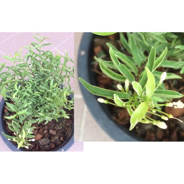 Wrightia sp.(T01) Dwarf albomarginata (Vietnam)