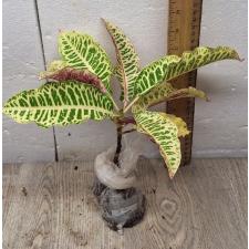 Codiaeum C-4 Tao way tus