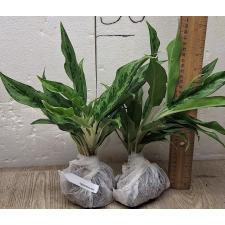 Аглаонема Рич номер 4 / Aglaonema Rich no.4 A-68