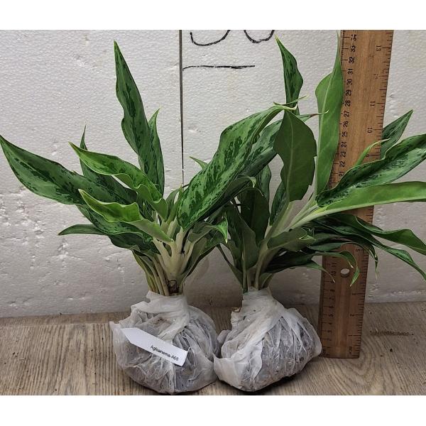 Аглаонема Рич номер 4 / Aglaonema Rich no.4 A-68